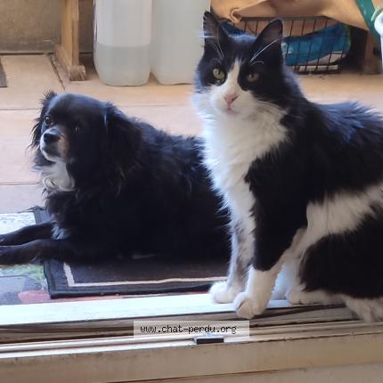 Foto 2/4 Mystic Chat perdido en Nimes