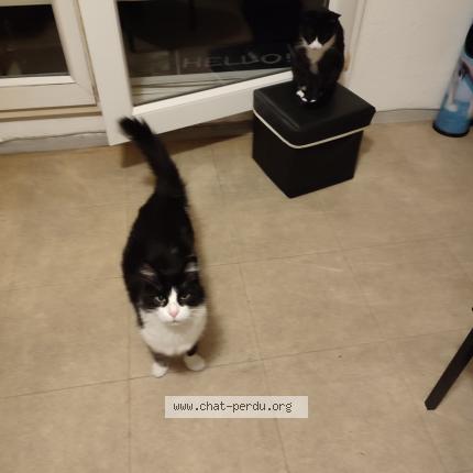 Foto 3/4 Mystic Chat perdido en Nimes