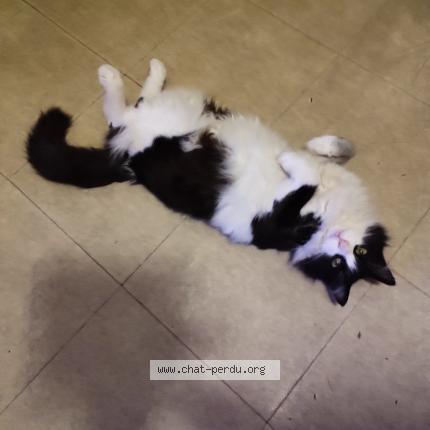 Foto 4/4 Mystic Chat perdido en Nimes