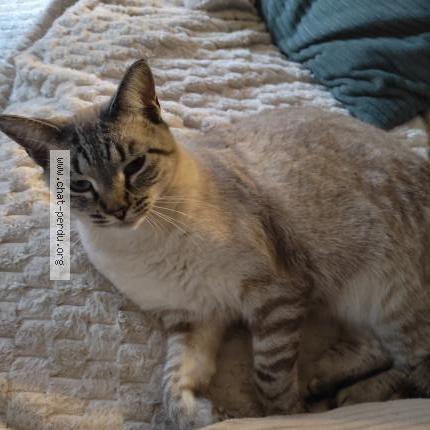 Foto 1/1 Violette Chat perdido en Plouegat moysan