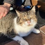 Foto de gato encontrado en Luneray