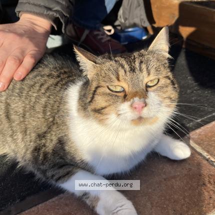 Foto 1/1 Gato encontrado Encontrado en Luneray