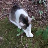 Foto del gato perdido en Gournay En Bray