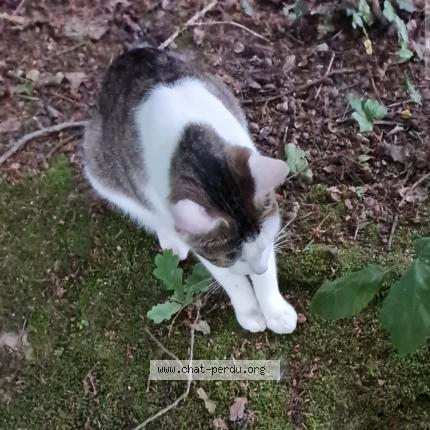 Foto 1/1 Quentin Bertrand Claude Duval Chat perdido en Gournay en bray