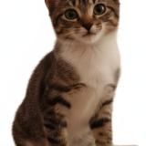 Foto del gato perdido en Saint Cloud