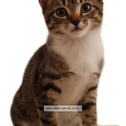 Foto 1/1 Noops Chat perdido en Saint cloud