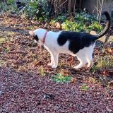 Foto de gato encontrado en Le Coteau