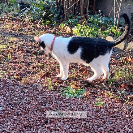 Foto 1/1 Gato encontrado Encontrado en Le coteau