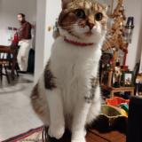 Foto del gato perdido en Lille