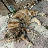 Foto del gato perdido en Cherisy