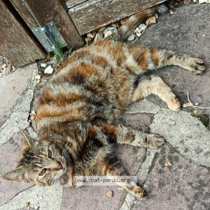 Foto 1/1 Loulou Chat perdido en Cherisy