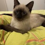 Foto del gato perdido en Elven