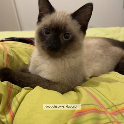 Foto 1/1 Molly Chat perdido en Elven