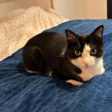 Foto del gato perdido en Montreuil