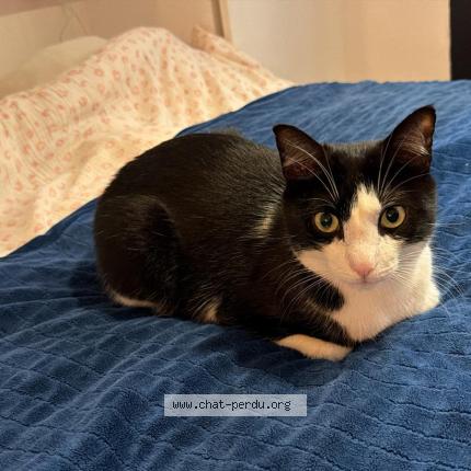 Foto 1/1 Timoun Chat perdido en Montreuil