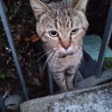 Foto de gato encontrado en Besancon