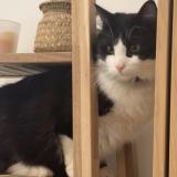 Foto del gato perdido en Chelles