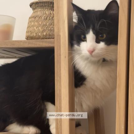 Foto 1/1 Minmin Chat perdido en Chelles