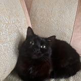 Foto del gato perdido en Schaerbeek