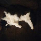 Foto del gato perdido en Villefranche Sur Cher