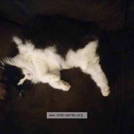 Foto 1/1 CATTA Chat perdido en Villefranche sur cher