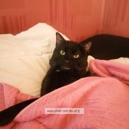 Foto 1/1 Coca Chat perdido en Evry courcouronnes