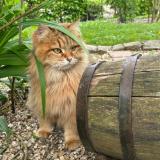 Foto del gato perdido en Bois L Eveque