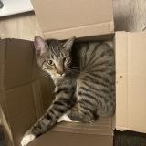 Foto del gato perdido en Lourdoueix Saint Pierre