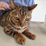 Foto de gato encontrado en Neuchatel