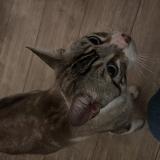 Foto de gato encontrado en Toulouse