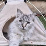 Foto del gato perdido en Marseille