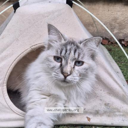 Foto 1/1 pomponnette Chat perdido en Marseille