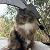 Foto del gato perdido en Drumettaz Clarafond