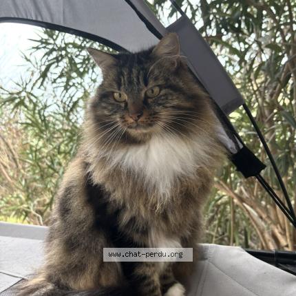 Foto 1/1 Ouna Chat perdido en Drumettaz clarafond