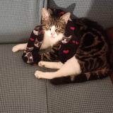 Foto del gato perdido en Tournefeuille