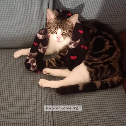 Foto 2/2 Gustave Chat perdido en Tournefeuille