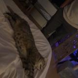 Foto de gato encontrado en Chambray Les Tours