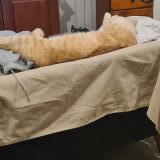 Foto del gato perdido en Chouze Sur Loire