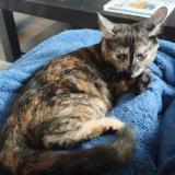 Foto del gato perdido en Bazas