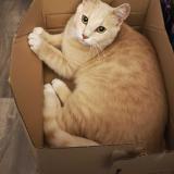 Foto del gato perdido en Blanzat