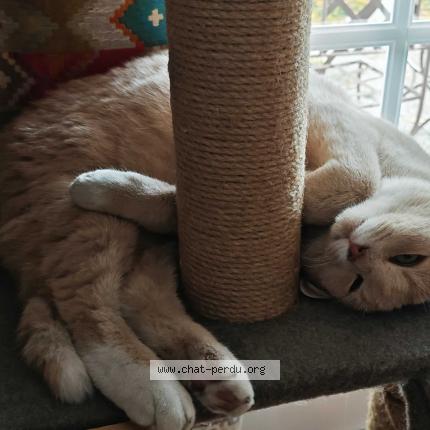 Foto 2/4 Nanoch Chat perdido en Blanzat