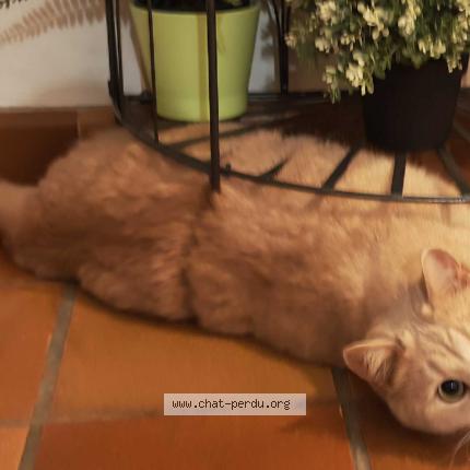 Foto 3/4 Nanoch Chat perdido en Blanzat