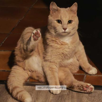 Foto 4/4 Nanoch Chat perdido en Blanzat