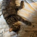 Foto del gato perdido en Herisson