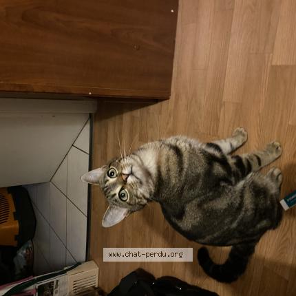 Foto 1/1 Sherlock Chat perdido en Saint jean de boiseau