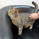 Foto de gato encontrado en Thorigne Fouillard