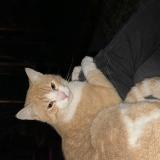 Foto del gato perdido en Cachan