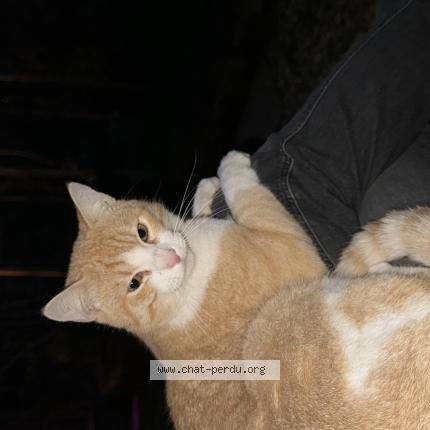 Foto 1/1 Ugo Chat perdido en Cachan
