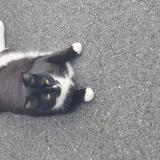 Foto del gato perdido en Saint Germain Sur Morin