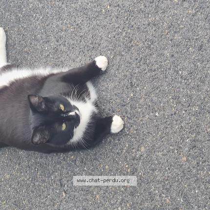 Foto 1/1 Pythagore Chat perdido en Saint germain sur morin